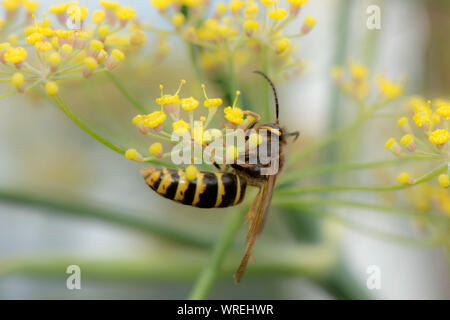 Median wasp (Dolichovespula media) feeding on nectar from fennel flowers, Berkshire, August Stock Photo