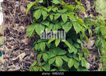 Wild vine climbing on a palm tree Selective focus Stock Photo