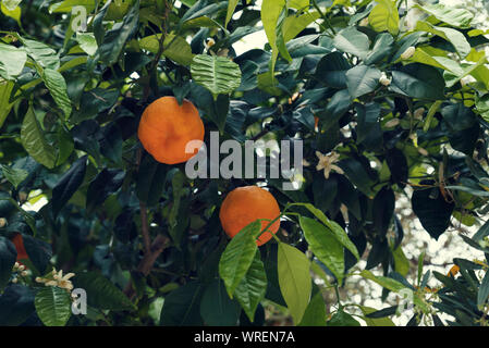 Two ripe bitter oranges fruit on a tree Selective focus Stock Photo