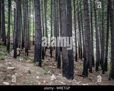 Burned trees after forest fires Stock Photo