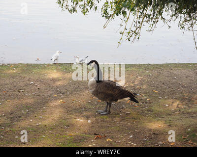 Canada goose discount classist