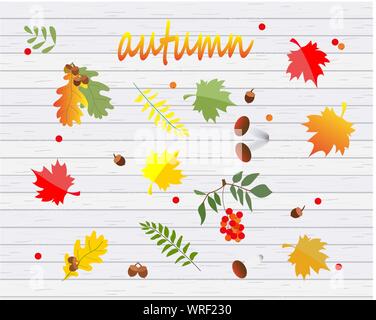 Autumn. Still life of autumn leaves, acorns, mushrooms, mountain ash on the floor from light boards. Vector illustration. Stock Vector