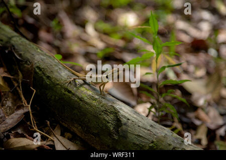 Green lizard. Beautiful animal in the nature habitat. Lizard from forest. Green Garden Lizard, detail eye portrait exotic tropic animal in green natur Stock Photo