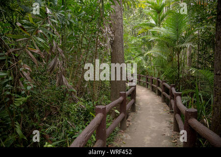 Emerald Pool, Yosemite National Park, Krabi, Thailand, Wooden path trough jungle forest. Forest before the storm Stock Photo