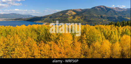 Golden Aspen Grove - Panoramic autumn overview of a dense colorful aspen grove in a mountain valley at Twin Lakes, Leadville, Colorado, USA. Stock Photo