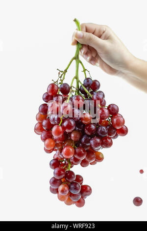 Ripe red grape bunch in lady hand at white blackground Stock Photo