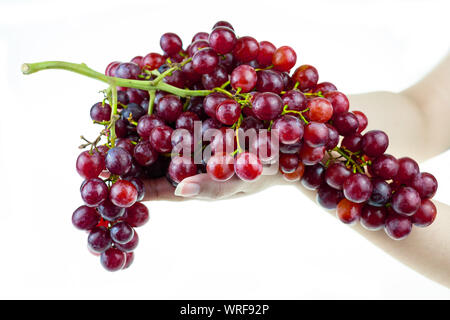 Ripe red grape bunch in lady hand at white blackground Stock Photo