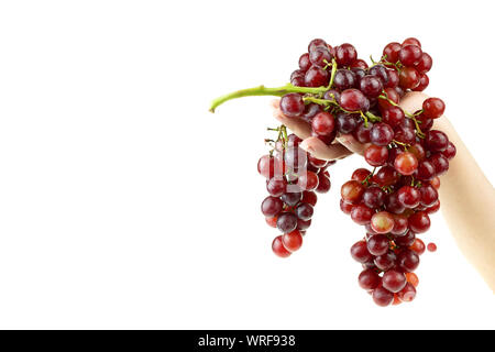Ripe red grape bunch in lady hand at white blackground Stock Photo