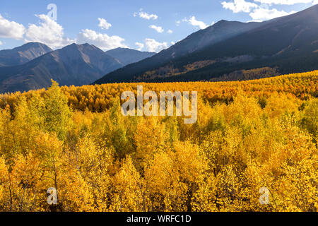 Sunset Golden Valley - Autumn sunset view of a dense colorful aspen grove in a valley at base of Sawatch Range. Twin Lakes, Leadville, Colorado, USA. Stock Photo