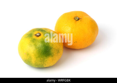 mandarin satsuma orange isolated on white background Stock Photo