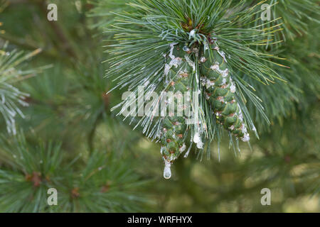 Rumelische Kiefer, Rumelische Strobe, Mazedonien-Kiefer, Mazedonische Kiefer, Balkankiefer, Zapfen, Harz, harzige Zapfen, Kiefernzapfen, Pinus peuce, Stock Photo