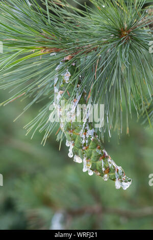Rumelische Kiefer, Rumelische Strobe, Mazedonien-Kiefer, Mazedonische Kiefer, Balkankiefer, Zapfen, Harz, harzige Zapfen, Kiefernzapfen, Pinus peuce, Stock Photo