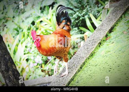 High Angle View Of Rooster On Retaining Wall