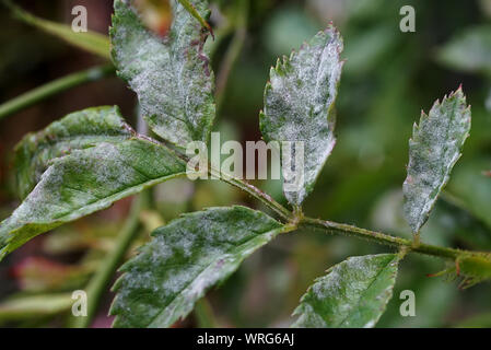 Rose leaves hi-res stock photography and images - Alamy