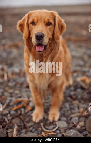 Portrait of a dog on a stony beach. Stock Photo