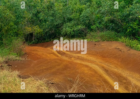 ATV tracks in the red dirt on the tropical island of Kauai, Hawaii, USA Stock Photo