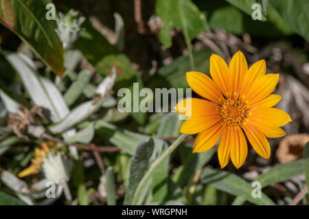 Close-up of Treasure flower plant. Stock Photo