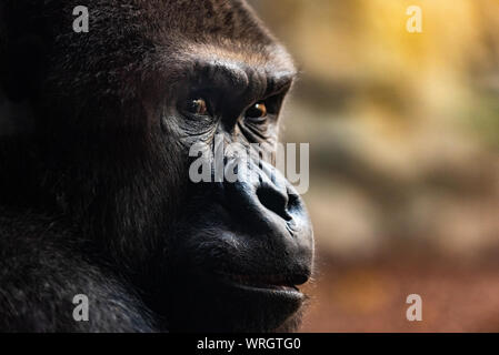 side-portrait-of-a-male-