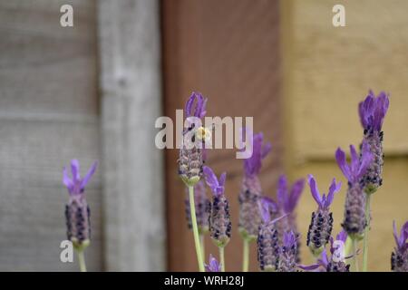 Close-up Of Purple Lavender Flowers