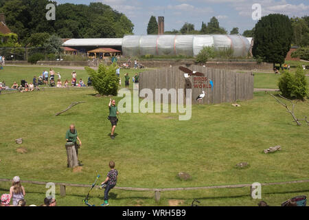 Display of birds of prey near aquarium and butterfly house at Whipsnade zoo Stock Photo