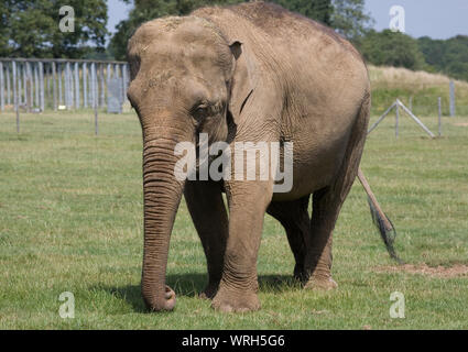 Adult tuskless female Asian elephant in paddock at Whipsnade zoo