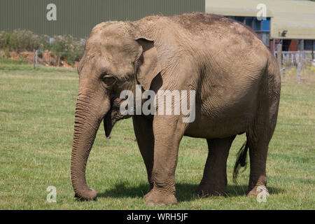 young female Asian elephant in paddock near elephant house at Whipsnade zoo