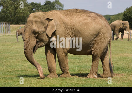 Tuskless female Asian elephant in foreground with tusked male Asian elephants in distance at Whipsnade zoo