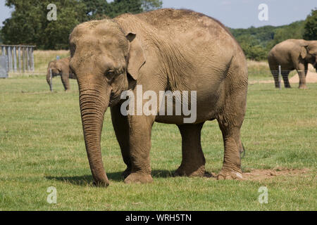 Female Asian elephant in paddock with juvenile and adult males in separate enclosure in background at Whilsnade zoo