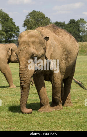 Female elephant with a companion nearby on grass enclosure at Whipsnade zoo