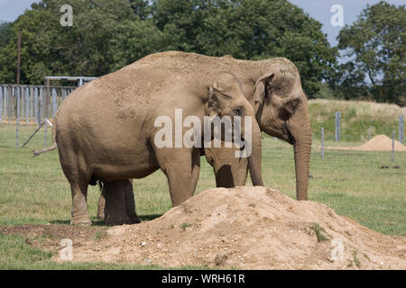 Pair of female Asian elephants by pile of earth they are using for a mud bath at Whipsnade zoo