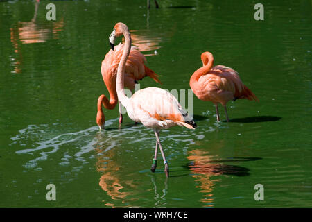three flamingos, one moving, one dipping and one resting at their lake in Whipsnade zoo Stock Photo
