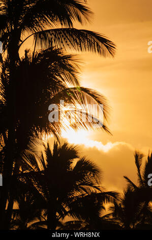 Palm trees silhouetted against a colorful tropical sunset on the island of Kauai, Hawaii, USA Stock Photo