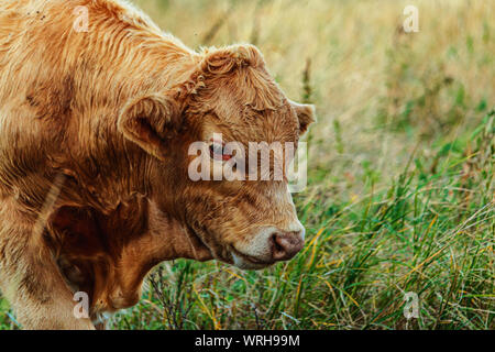 Young bull grazing in nature Stock Photo