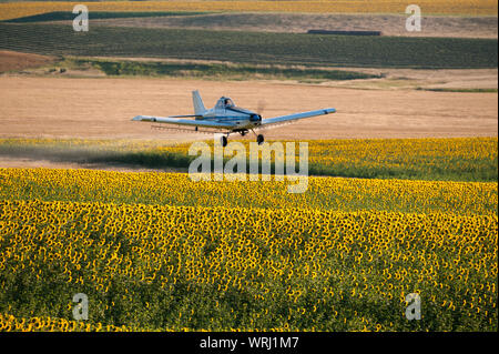 duster flying low crop over field corn pesticide alamy sunflowers spraying plane valley central