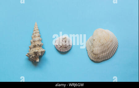 Various sea shells on light blue background. Stock Photo