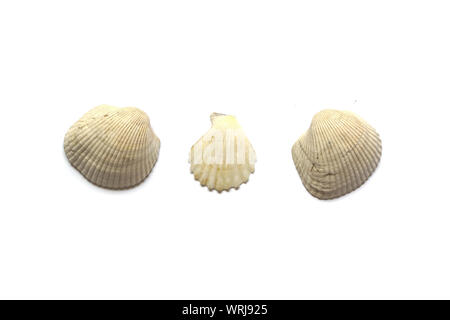 Three spiral sea Shells on a sandy beach Stock Photo - Alamy