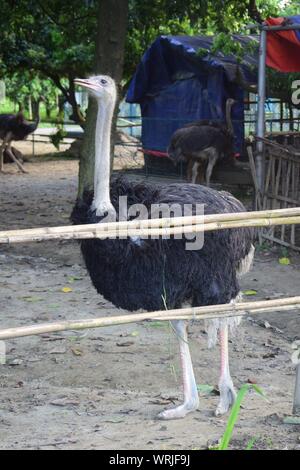 Ostrich bird in a bamboo cage Stock Photo