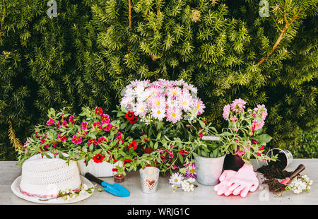Lot of different pink blossom flowers in pots and different gardening tools on wood table, with green garden bush background. Summertime in garden con Stock Photo