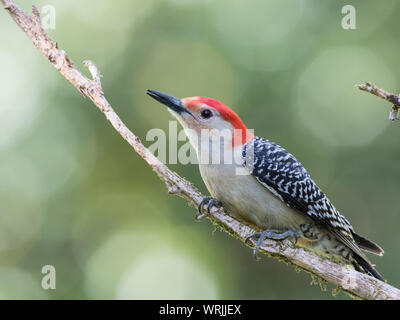Portrait of a male red-bellied woodpecker, Melanerpes carolinus. Stock Photo