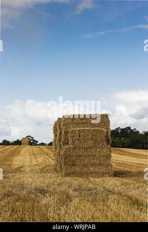 Rectangular hay bales harvested in a UK field