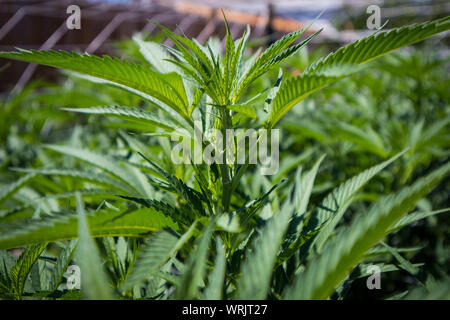Marijuana Plants in Early Stages Growing in Garden