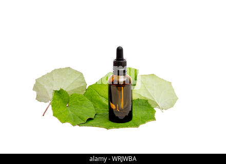 Tussilago farfara( coughwort,tash plant, farfara) commonly known as coltsfoot believed to be natural cough remedy. Tincture bottle with fresh leaves, Stock Photo