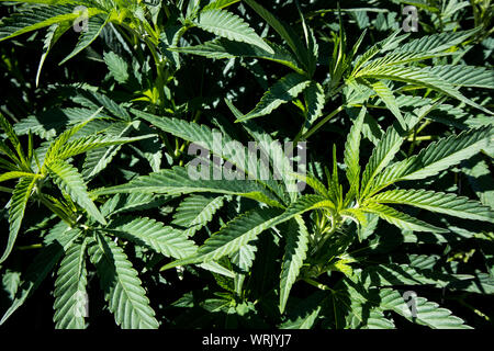 Marijuana Plants in Early Stages Growing in Garden Stock Photo