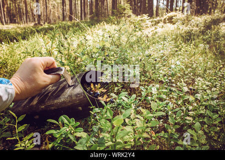 Close up view of person hand using berry picker hand tool to pick faster wild organic blueberries in natural Nordic pine tree forest in summer. Stock Photo