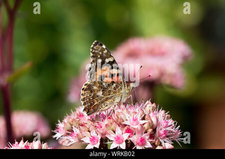 Painted Lady butterfly, Vanessa cardui,  feeding on Hylotelephium spectabile, Mid Wales, U.K. September 2019 Stock Photo