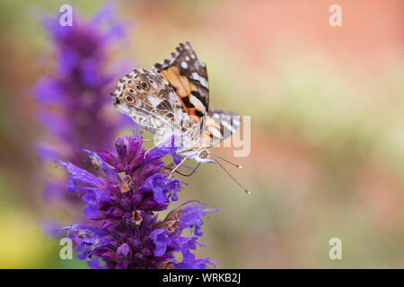 Painted Lady butterfly, Vanessa cardui, feeding on Agastache plant, Mid Wales, U.K. September 2019 Stock Photo