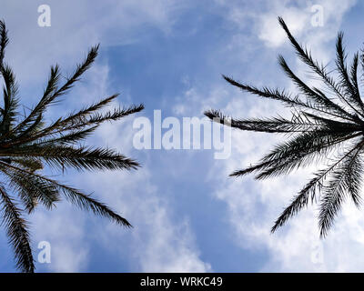 Two palm trees on a cloudy sky background, summer concept Stock Photo