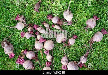 Fresh organic sliced beets, beets on the ground among green grass. Bright harvest. A pile of pure beets without leaf tops. Red beets lying outdoors in Stock Photo