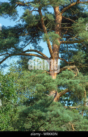 Scots Pine (Pinus sylvestis). Warm red colour of upper side branches and  trunk, contrasting with dark green branched foliage. Stock Photo