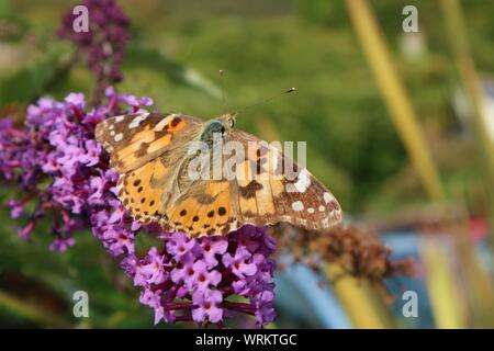 A Painted Lady Butterfly on buddleia flowers Stock Photo